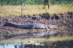 crocodile