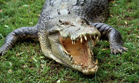 Cocodile in Northern Territory, Australia you can visit with your Automatic Campervan Hire Cairns