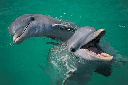 2 playful dolphins at Jervis Bay