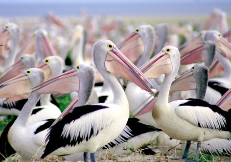 Feed pelicans in "The Entrance"