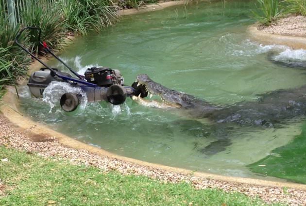 Dangerous animals in Australia - What do you need to know to stay safe? Dangerous animals in Australia - What do you need to know to stay safe?