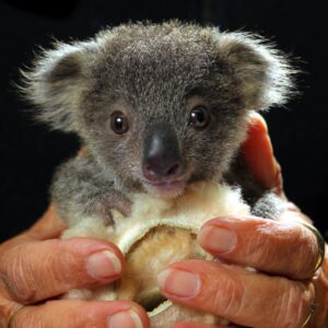 Blue Mountains Campervan Hire - visit baby Koalas