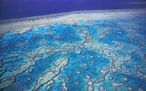 Coral Reef in North Queensland