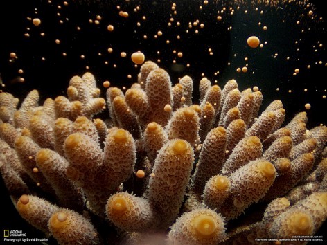 Coral Spawning at the Great Barrier Reef