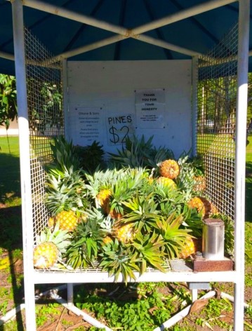 Fresh pineapple directly from the farm