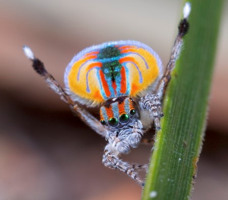 (Peacock Spider by Jurgen Otto, CC BY-SA 2.0, https://commons.wikimedia.org/w/index.php?curid=31209998)