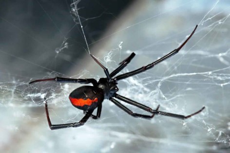 Australian Spiders: What Travelers Need to Know to Stay Safe