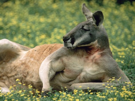 A lot of Australian animals are waiting for you!