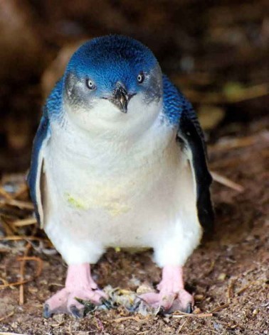 You can find the smallest penguins in the world at Phillip Island Nature Park
