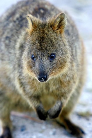 quokka golf buggy