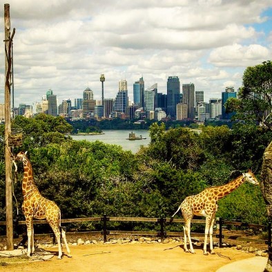 One of the best zoos in Australia is the Sydney Taronga Zoo