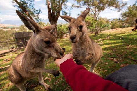 Penguins aren't the only Aussies you are going to meet at Phillip Island