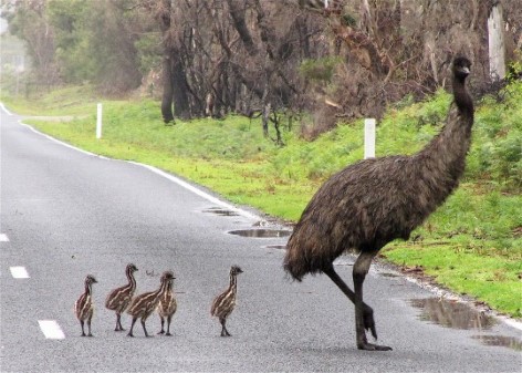 Meet an Emu family on your Wilsons Prom Tour