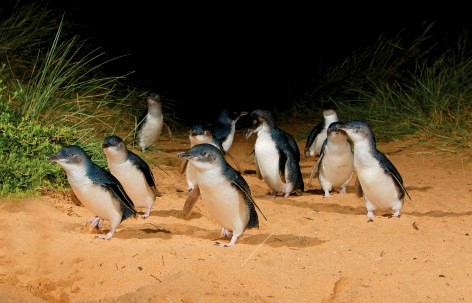 Smallest penguins in the world - Come and visit Phillip Island