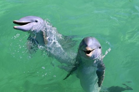 Dolphinsa at Jervis Bay