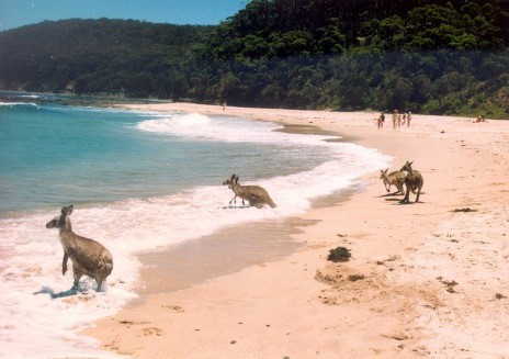 Pebbly Beach is where you can meet the surfing kangaroos!