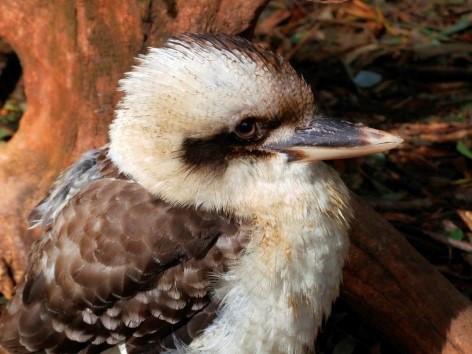 The Blue Mountains are a great place for bird lovers - Watch out for the laughing Kookaburra