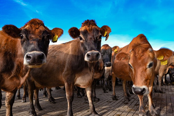 Caldermeade Farm and Cafe - photo of cows on the farm