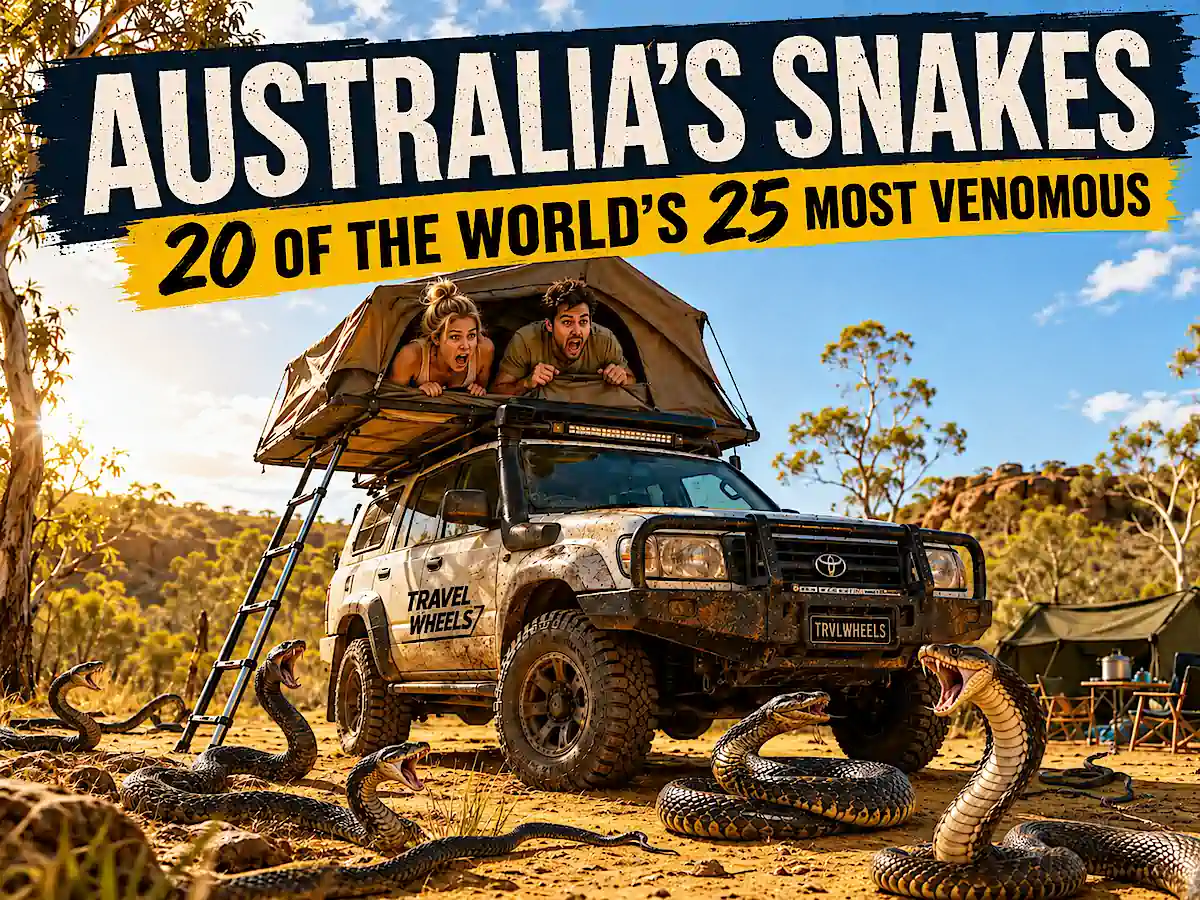 Australia is home to 20 of the world’s 25 most venomous snakes in the World