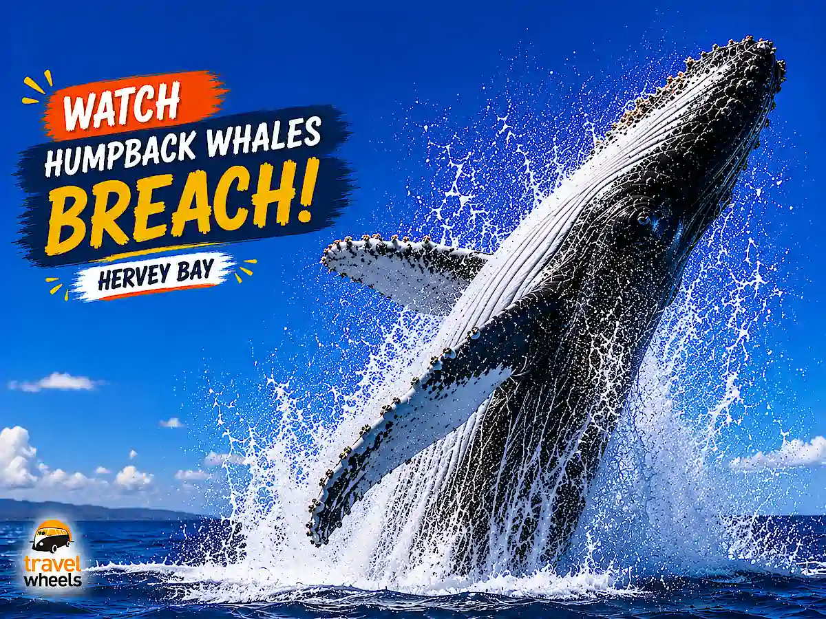 Humpback whale breaching from the ocean at Hervey Bay, Australia