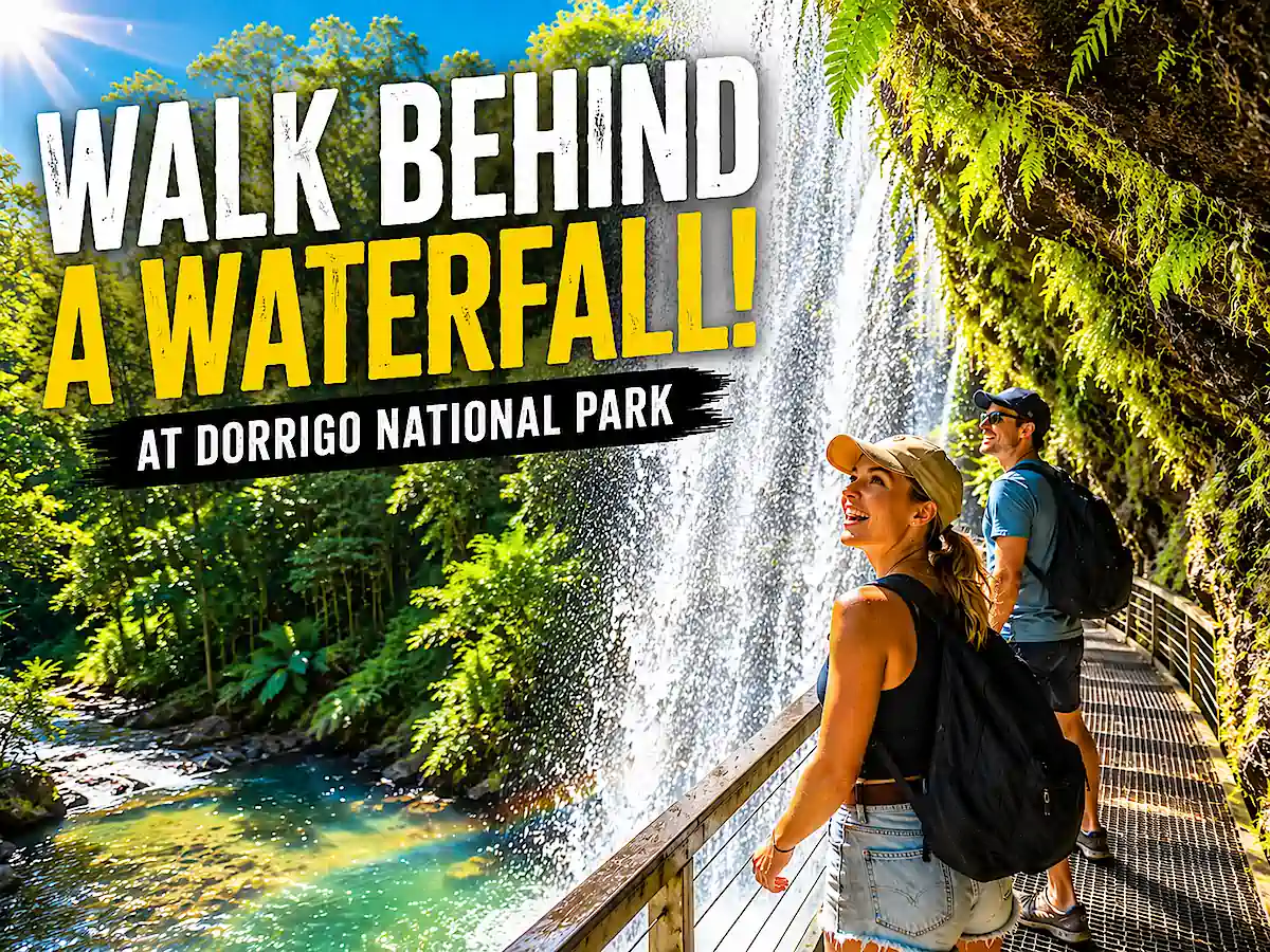 Sydney to Cairns Route Planner recommendation to walk behind a waterfall at Dorrigo National Park
