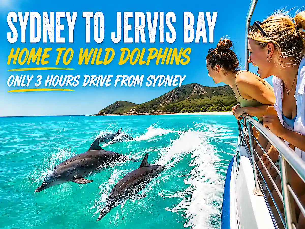 Sydney to Jervis Bay – wild dolphins swimming alongside a dolphin watching boat