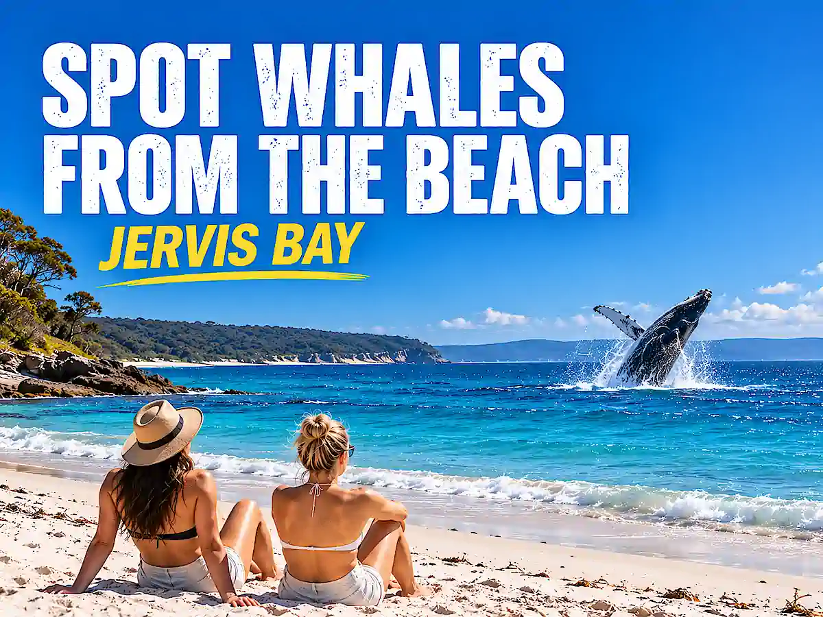 Sydney to Melbourne campervan itinerary travellers watching a humpback whale from the beach at Jervis Bay 